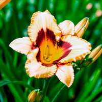 Daglelie 'Canadian Border Patrol' - Hemerocallis canadian border patrol - Bakker