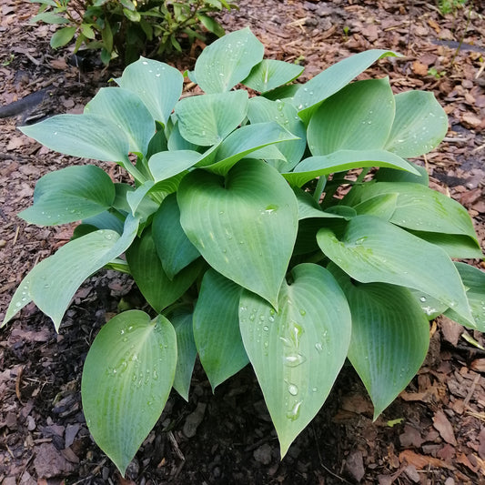 Hartlelie Canadian Blue Funkia - Bakker