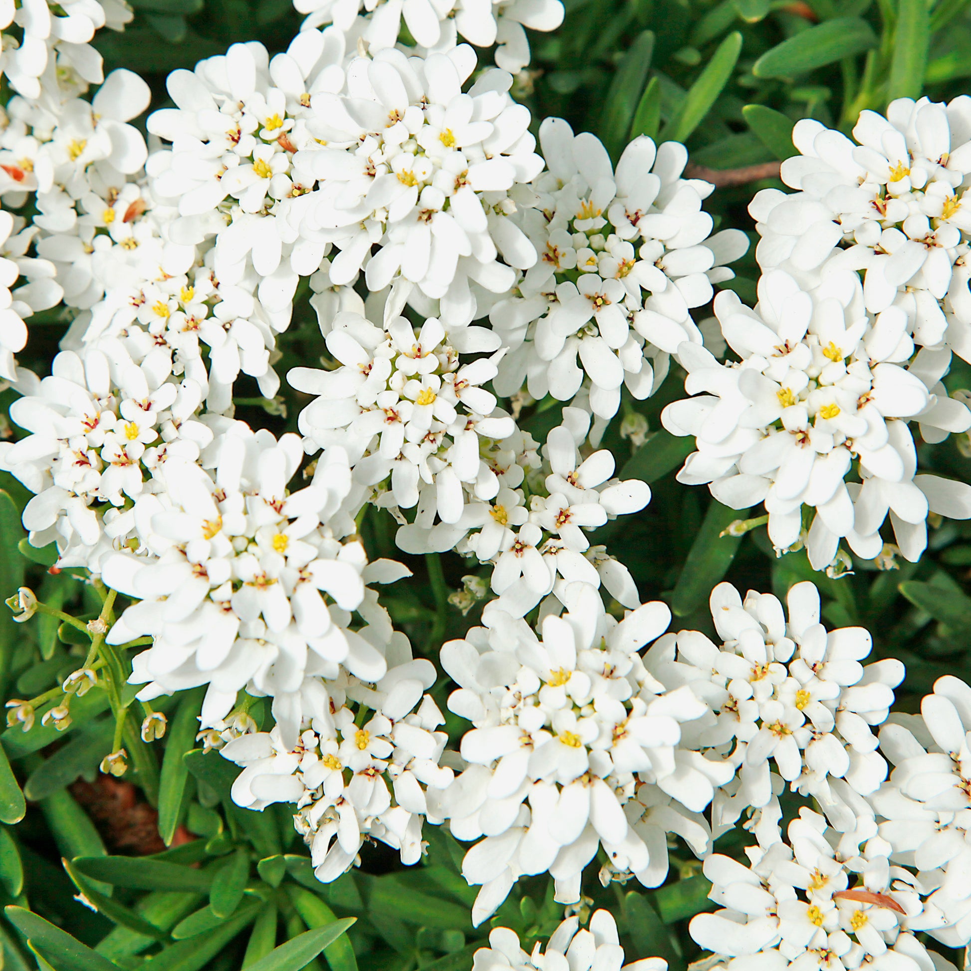 Scheefbloem Weisser Zwerg - Iberis sempervirens weisser zwerg - Bakker