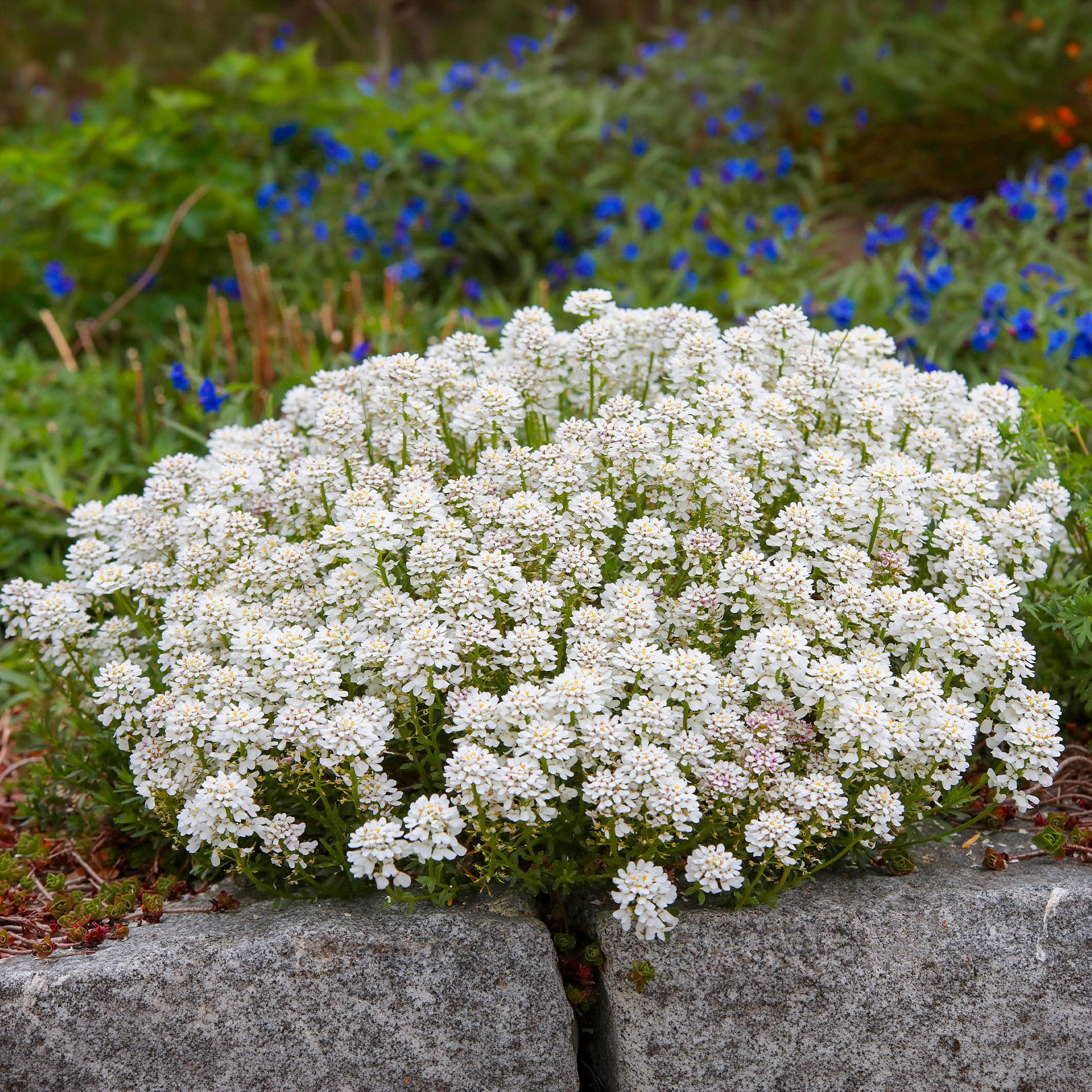 Scheefbloem Weisser Zwerg - Bakker