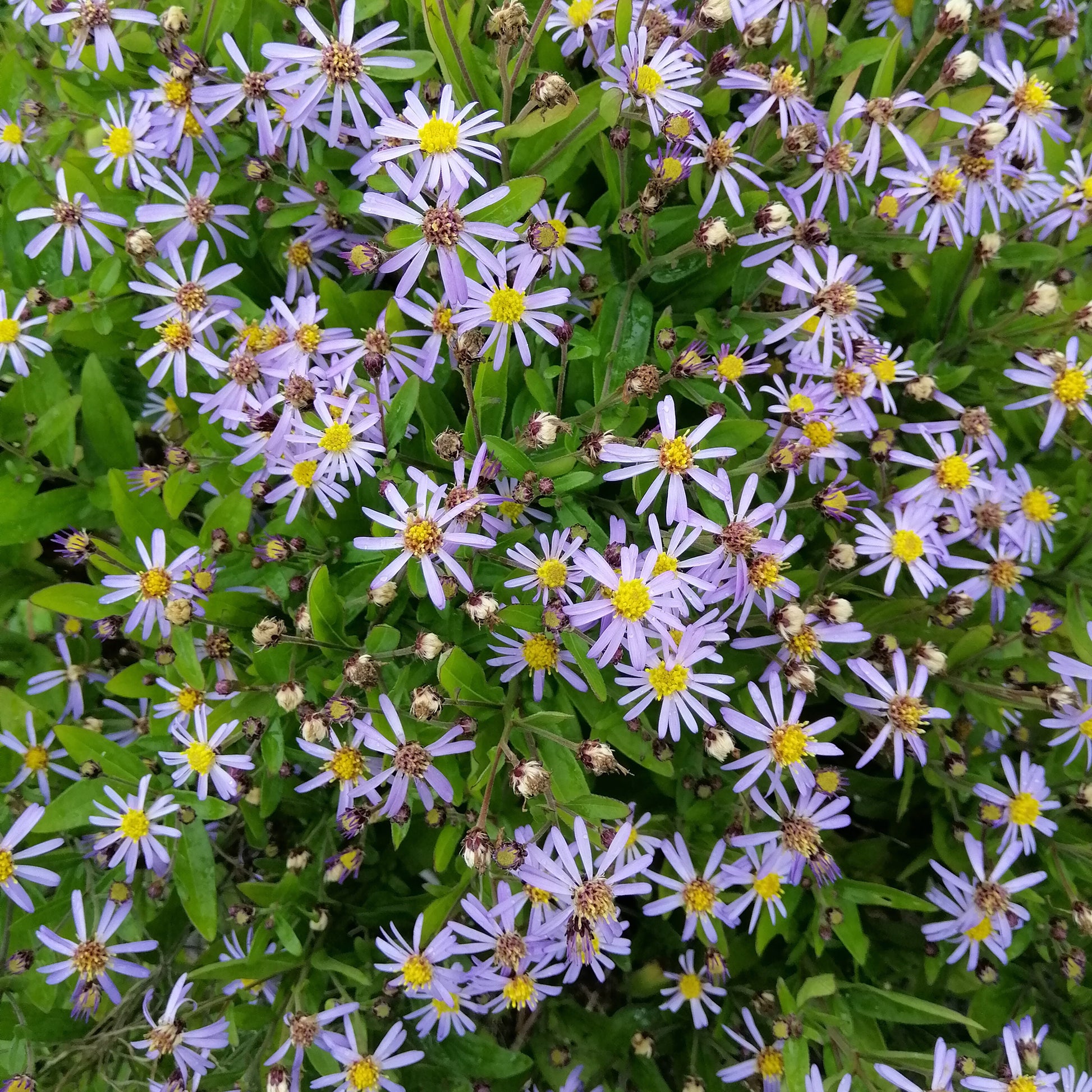 Kalimeris incisa nana blue - Zomeraster Nana Blue - Kalimeris