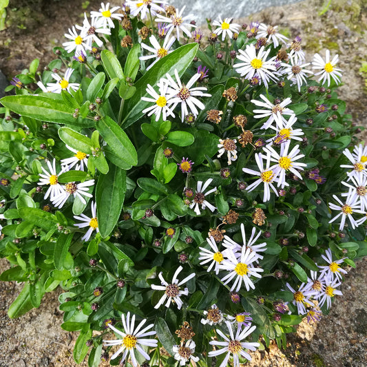 Zomeraster Nana Blue - Bakker