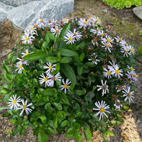 Kalimeris - Zomeraster Nana Blue - Kalimeris incisa nana blue