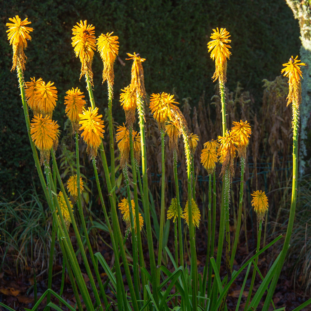 Vuurpijl 'Citrina' - Bakker