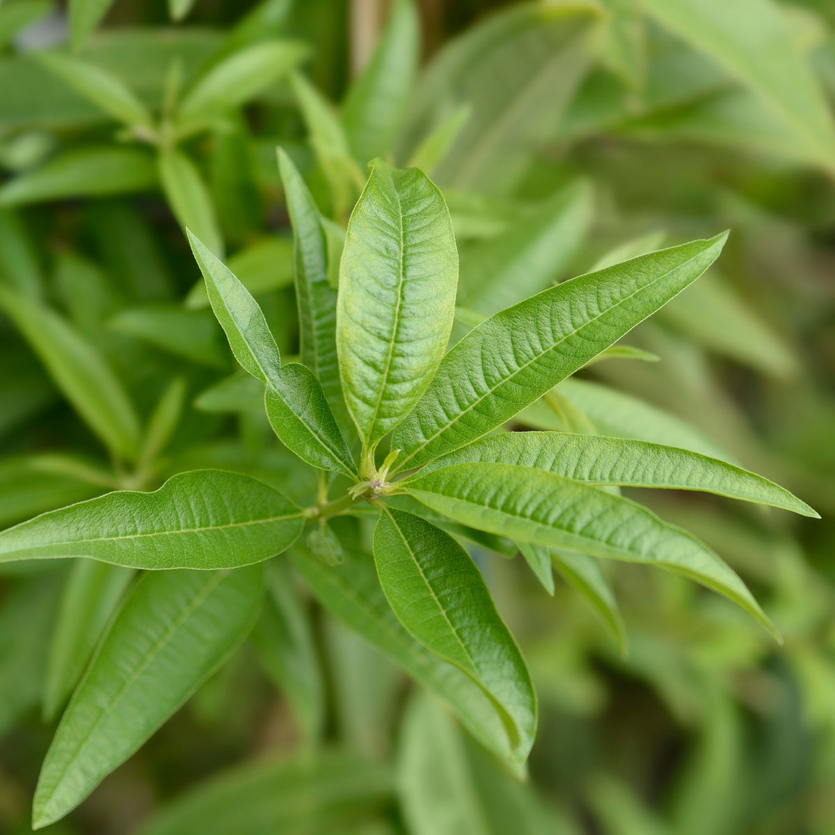 Aloysia citrodora - Citroenverbena - Ijzerhard