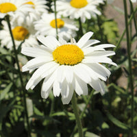 Margriet 'Alaska - Leucanthemum x superbum alaska - Bakker