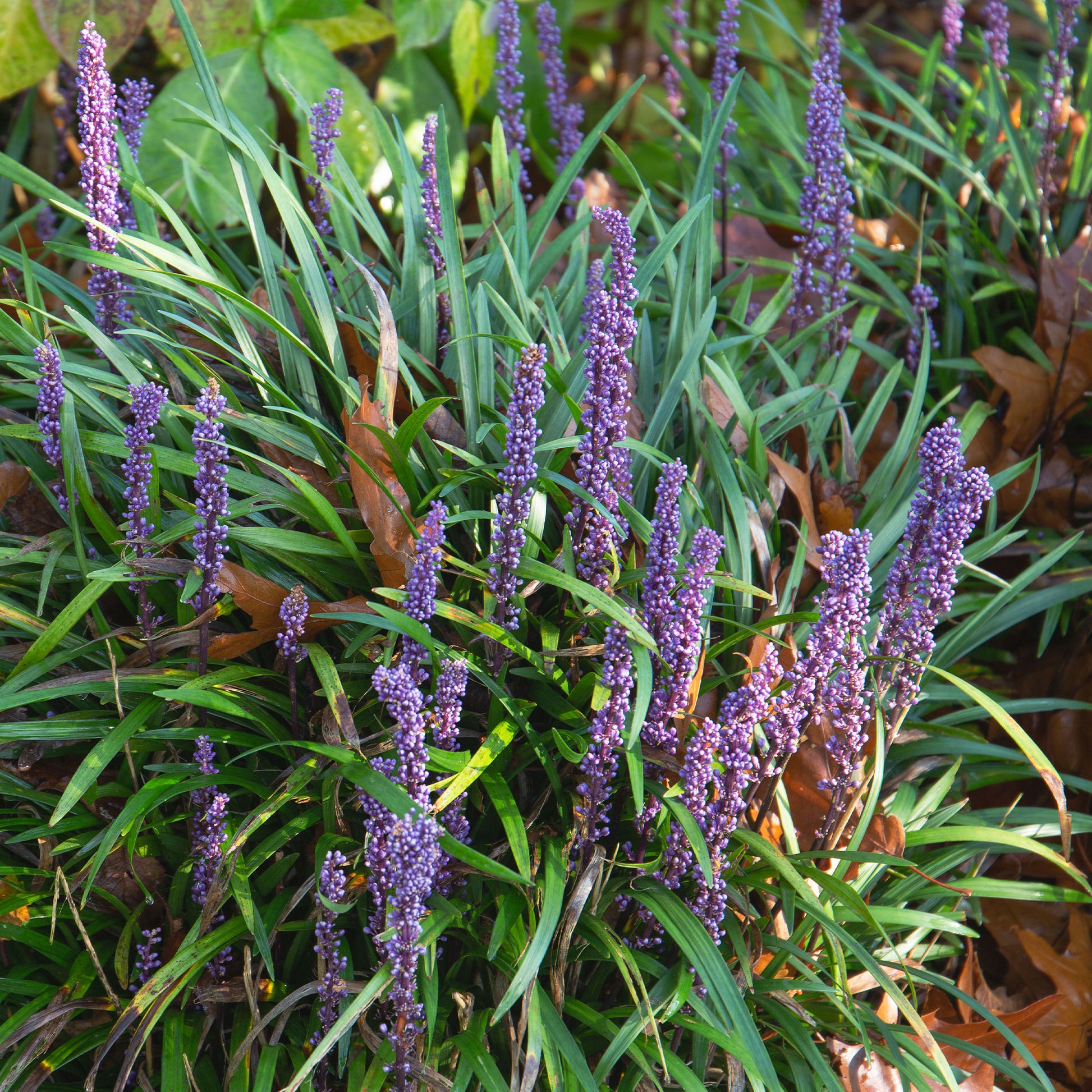 Leliegras Evergreen Giant - Bakker