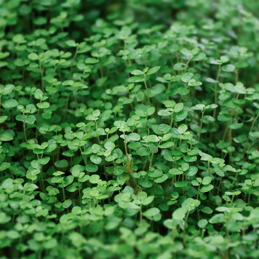 Munt Requien - Bakker