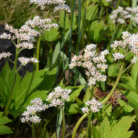 Vivassen Karasuba - Mukdenia rossii karasuba - Bakker