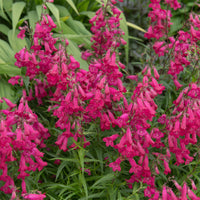Slangenkop Friedrich Hahn - Penstemon Andenken an Friedrich Hahn - Bakker
