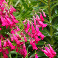 Penstemon Andenken an Friedrich Hahn - Slangenkop Friedrich Hahn - Vaste planten