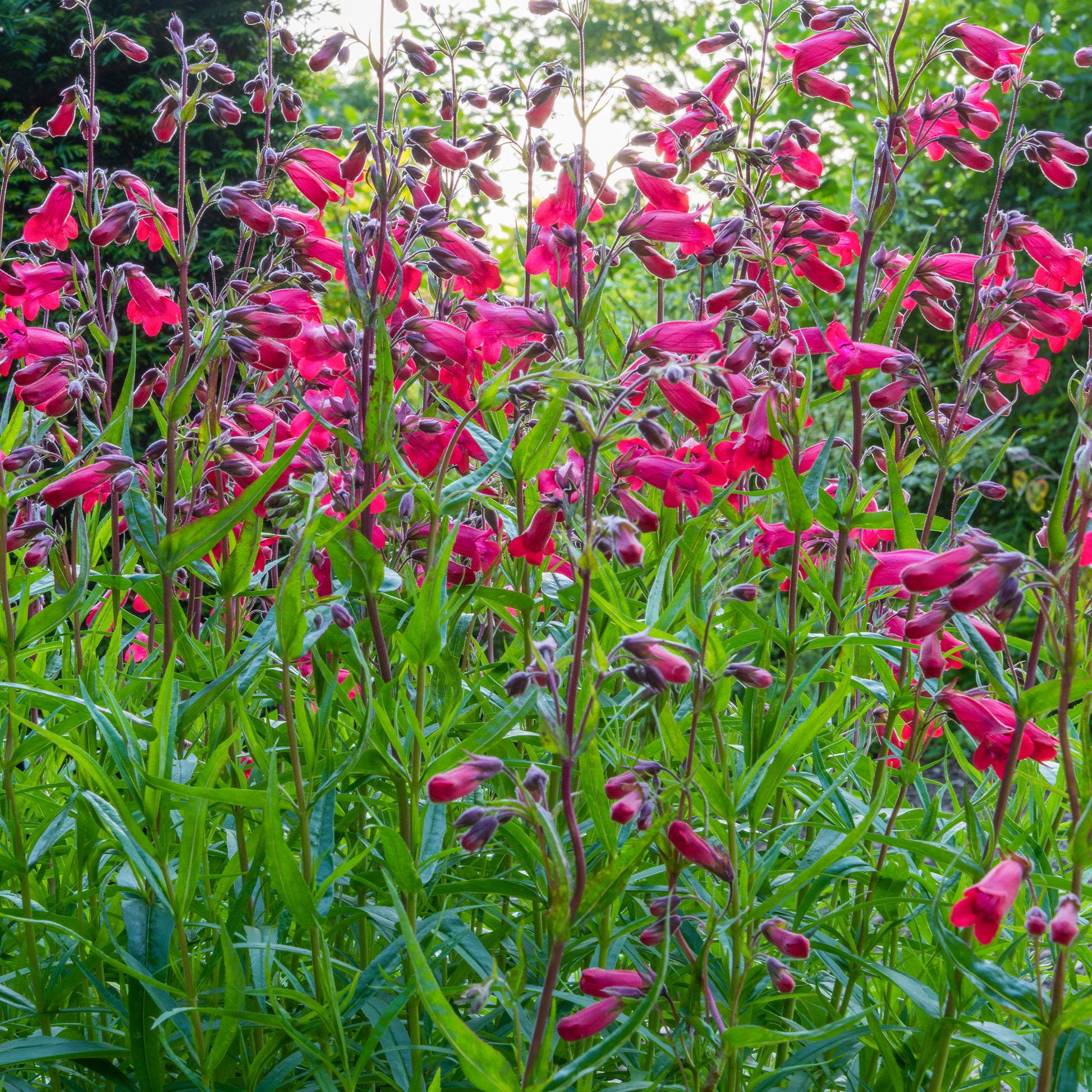 Penstemon Schoenholzeri - Schildpadbloem - Penstemon