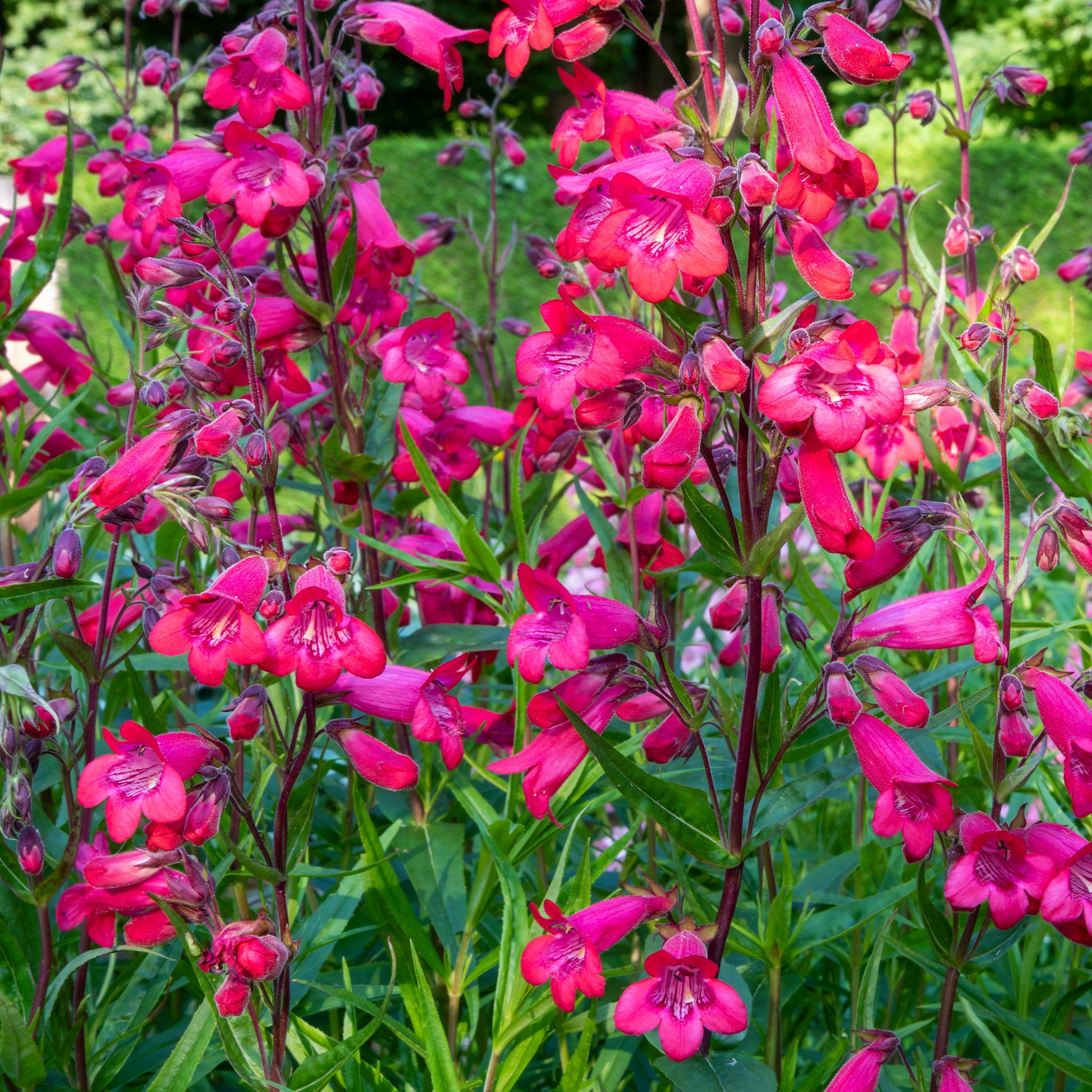 Schildpadbloem - Penstemon Schoenholzeri - Bakker