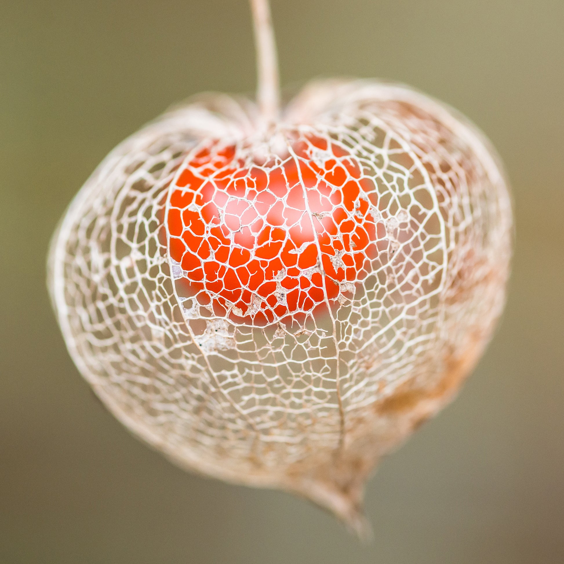 Verkoop Goudbes 'Coqueret de Franchet' - Physalis alkekengi var. franchetii