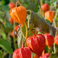 Goudbes 'Coqueret de Franchet' - Physalis alkekengi var. franchetii - Bakker