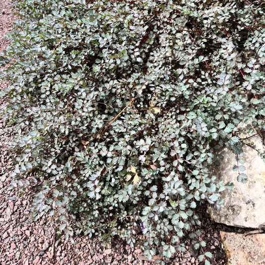 Zilverkussen - Bakker