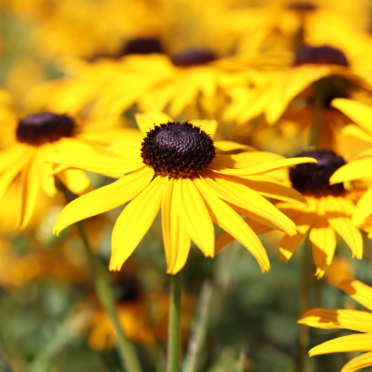 Zonnehoed Early Bird Gold - Rudbeckia fulgida Early Bird Gold - Bakker