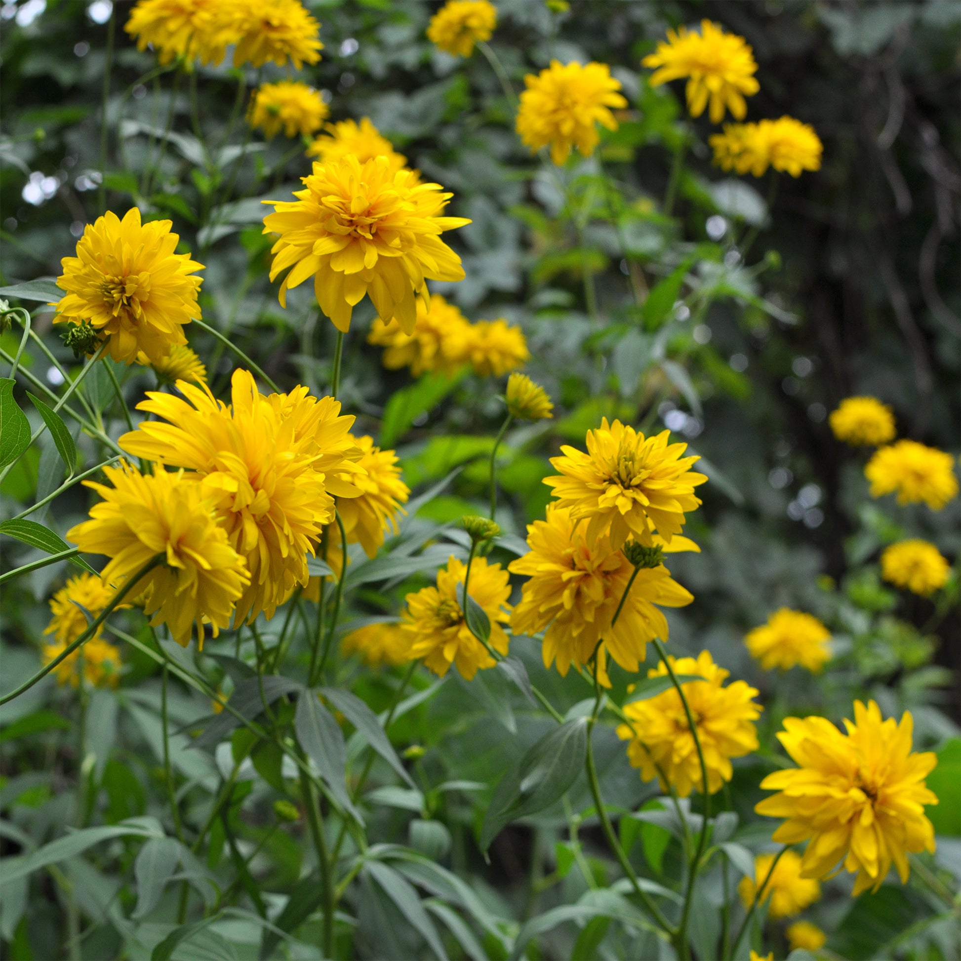 Slipbladige Zonnehoed - Rudbeckia laciniata goldquelle - Bakker