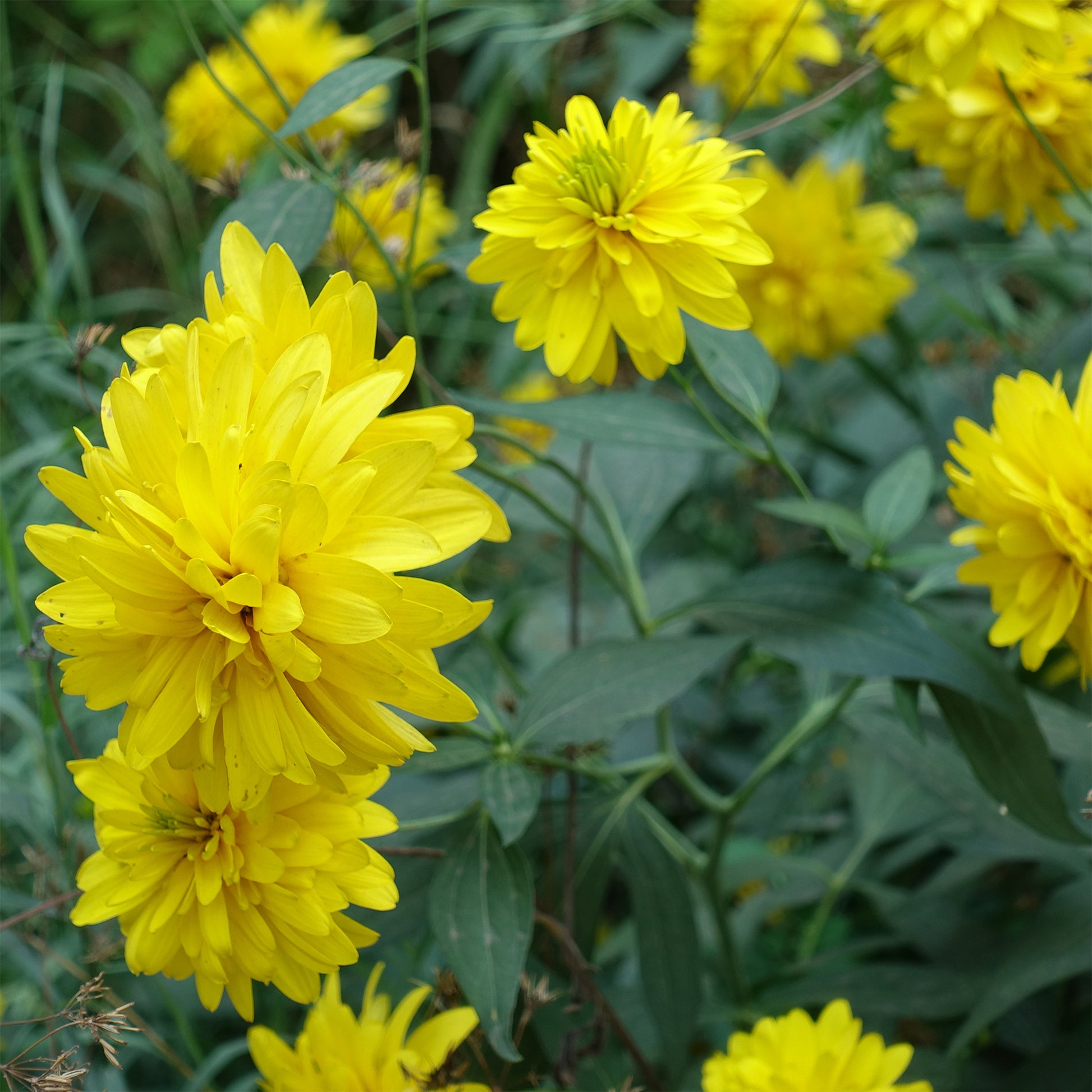 Rudbeckia - Slipbladige Zonnehoed - Rudbeckia laciniata goldquelle