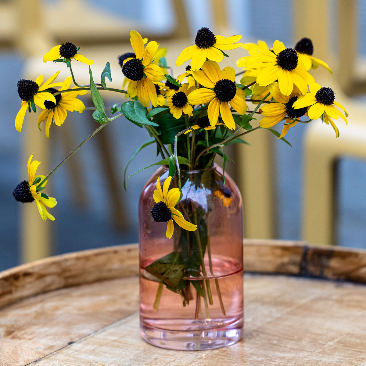 Zonnehoed tribola - Rudbeckia - Bakker