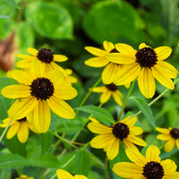 Zonnehoed tribola - Rudbeckia  triloba - Bakker