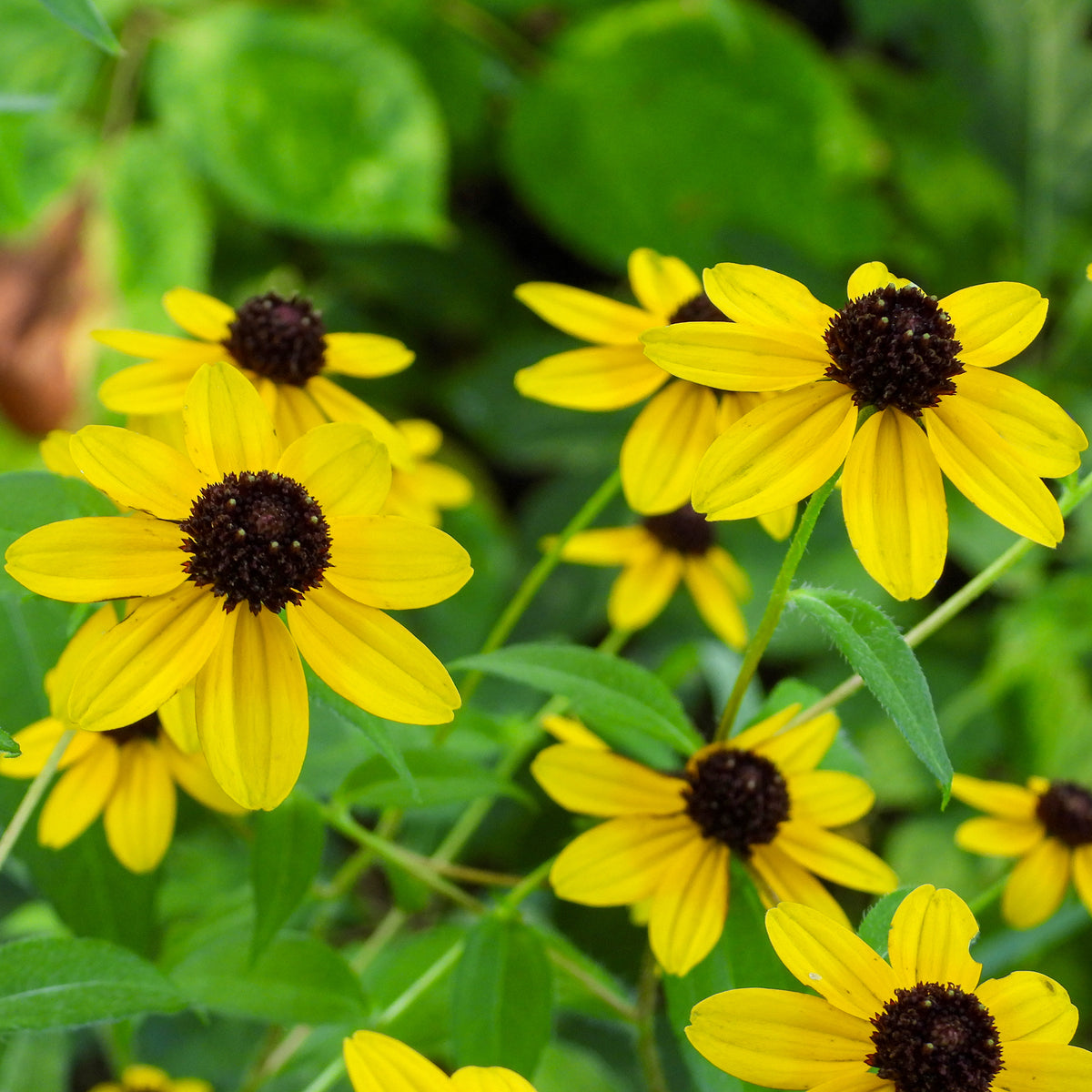 Rudbeckia  triloba - Zonnehoed tribola - Rudbeckia