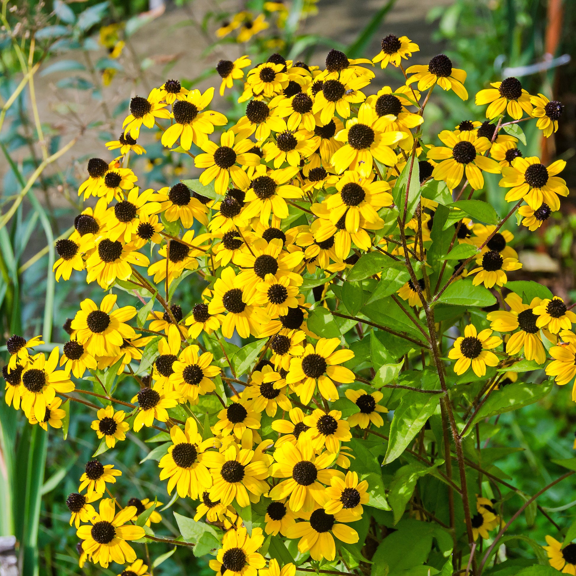 Rudbeckia  triloba - Zonnehoed tribola - Rudbeckia
