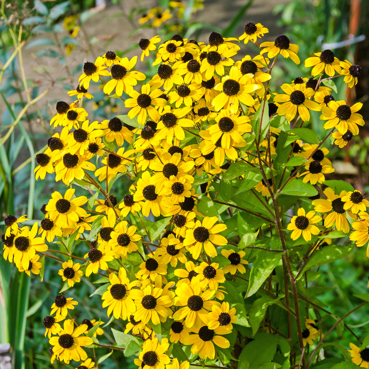Rudbeckia - Zonnehoed tribola - Rudbeckia  triloba