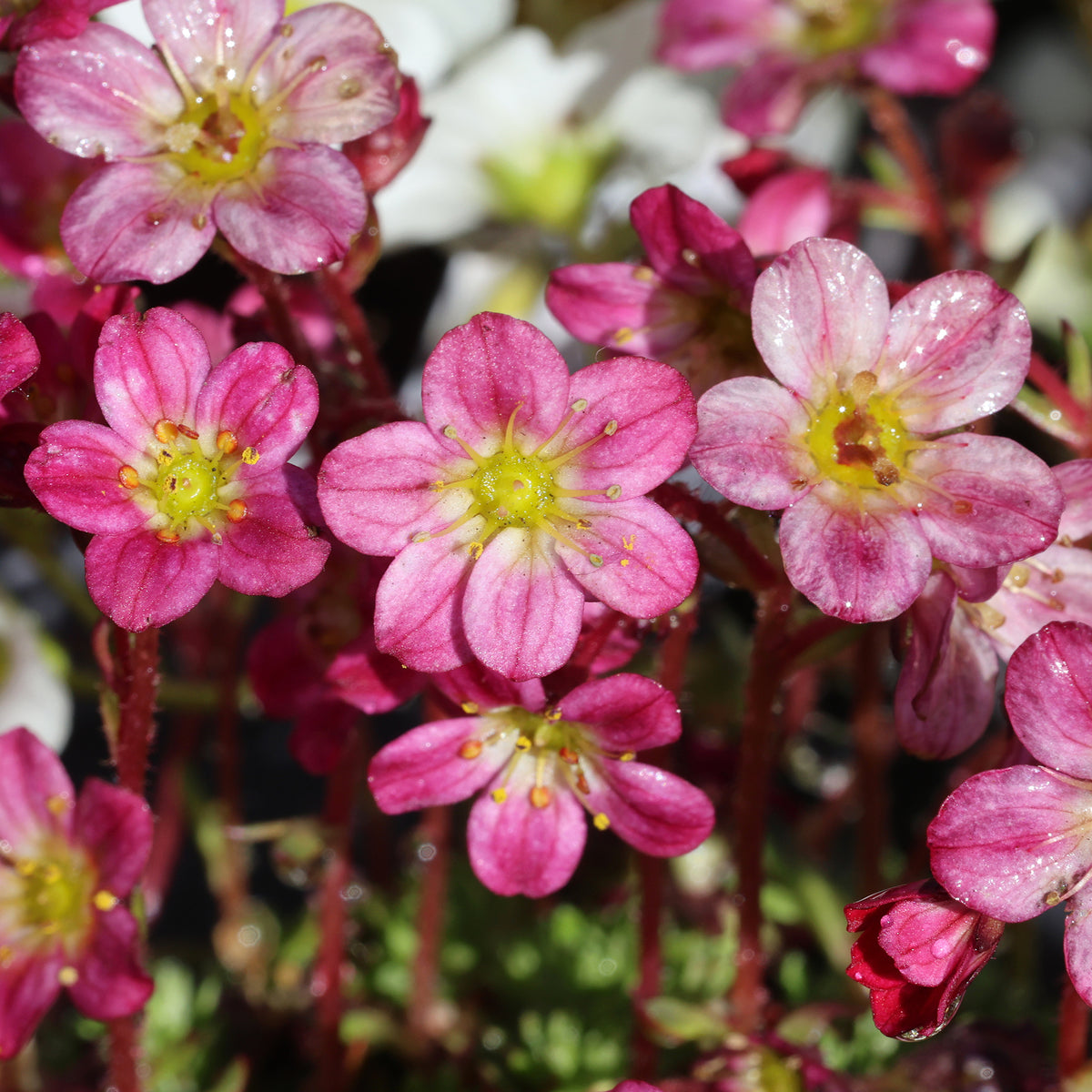 Steenbreek Arends Pixie Rose Steenbreek