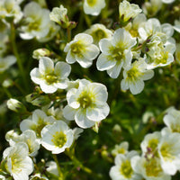 Saxifraga arendsii White Pixie - Steenbreek Arends Pixie White Steenbreek (x3) - Saxifraga