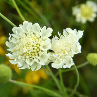 Duifkruid ochroleuca - Scabiosa ochroleuca - Bakker