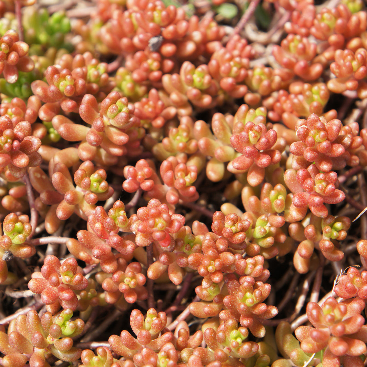 Vetkruid Coral Carpet - Bakker