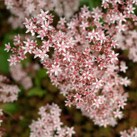 Vetkruid Murale - Sedum album Murale - Bakker
