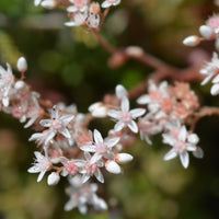 Sedum album Murale - Vetkruid Murale - Vaste planten