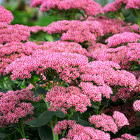 Vetkruid 'Herbstfreude' (x3) - Sedum herbstfreude - Bakker