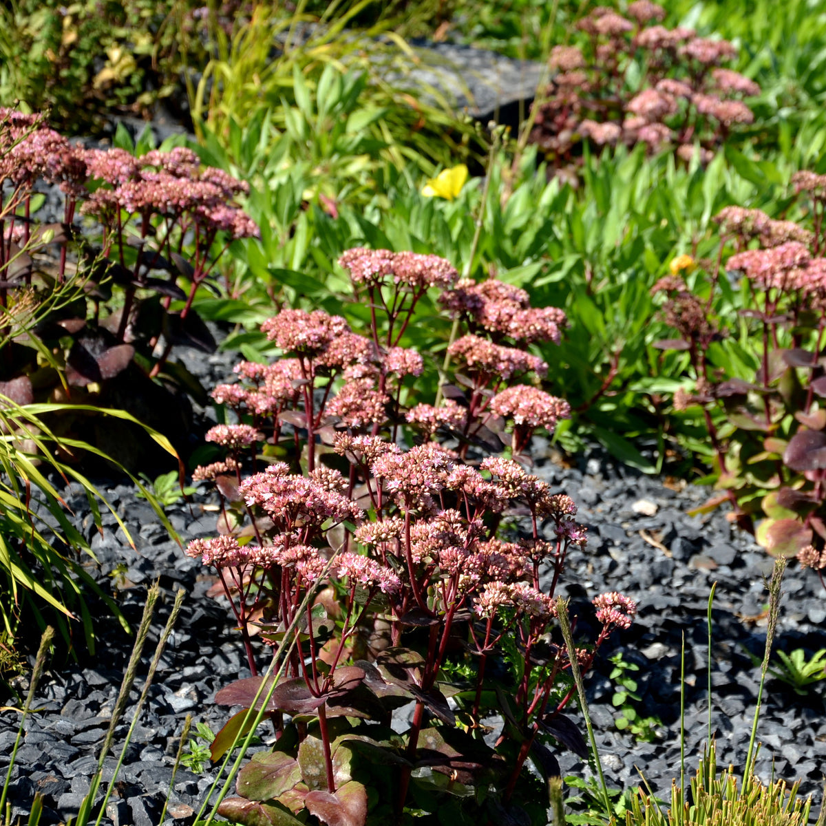 Sedum matrona - Vetkruid 'Matrona' - Sedum - Vetkruid