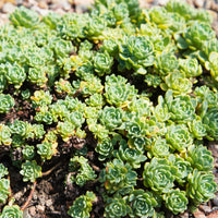 Vetkruid pachyclados - Sedum pachyclados - Bakker