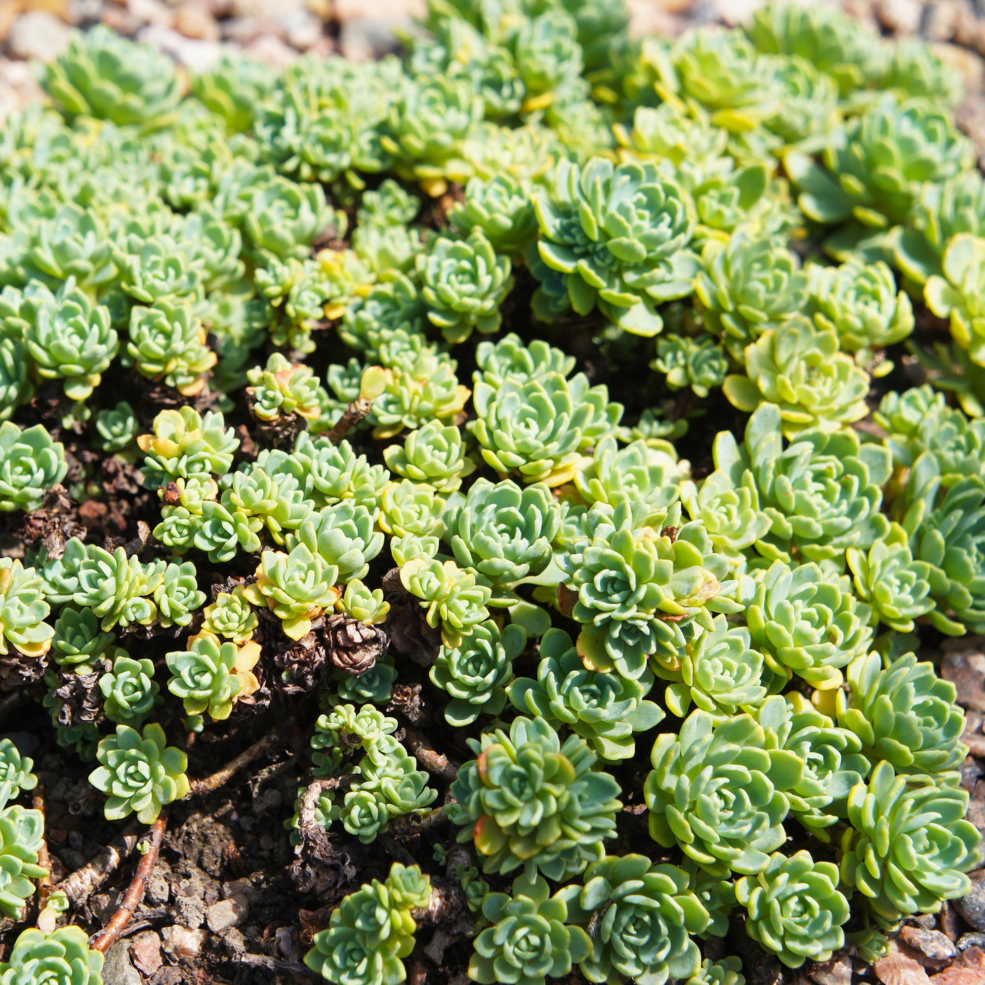 Vetkruid pachyclados - Sedum pachyclados - Bakker