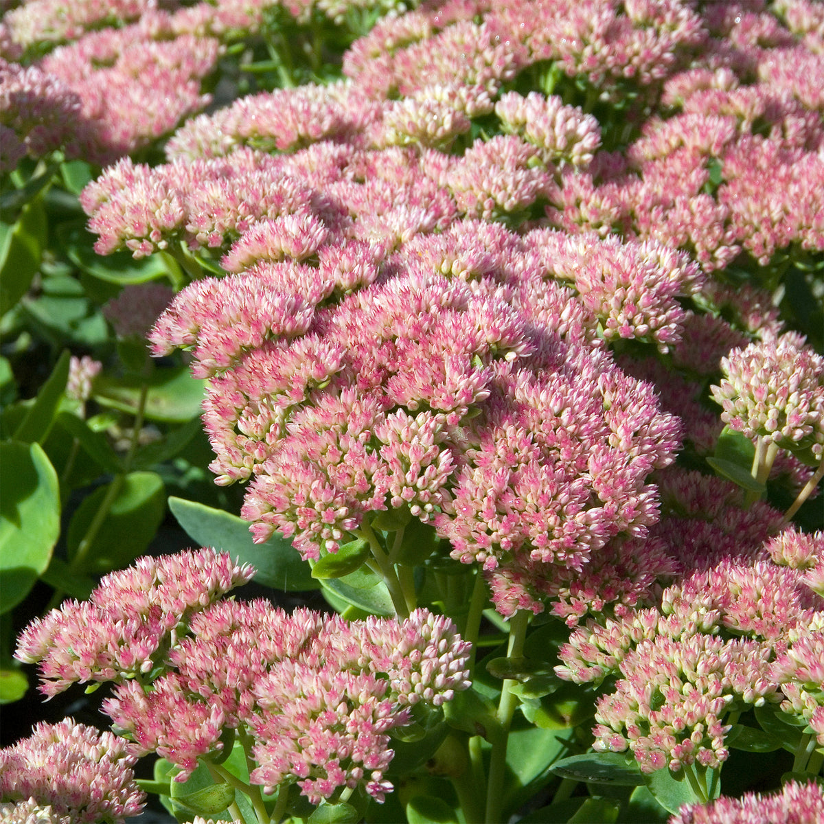 Hemelsleutel 'Carmen' - Sedum spectabile carmen - Bakker