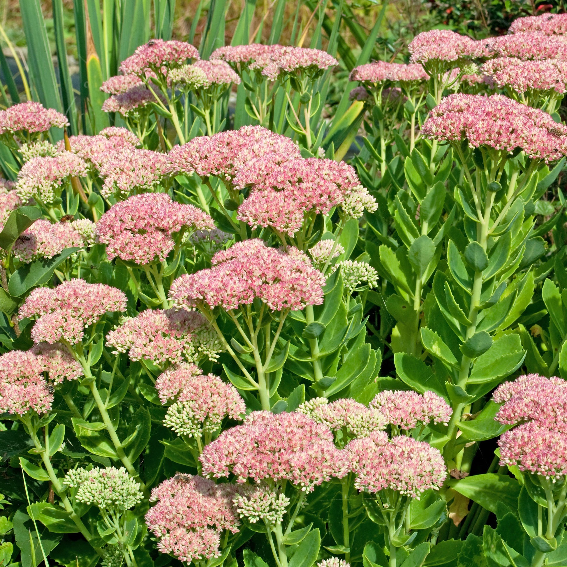 Sedum spectabile carmen - Hemelsleutel 'Carmen' - Vaste planten