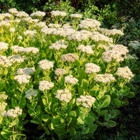 Sedum spectabile Stardust - Vetkruid 'Stardust' - Vaste planten