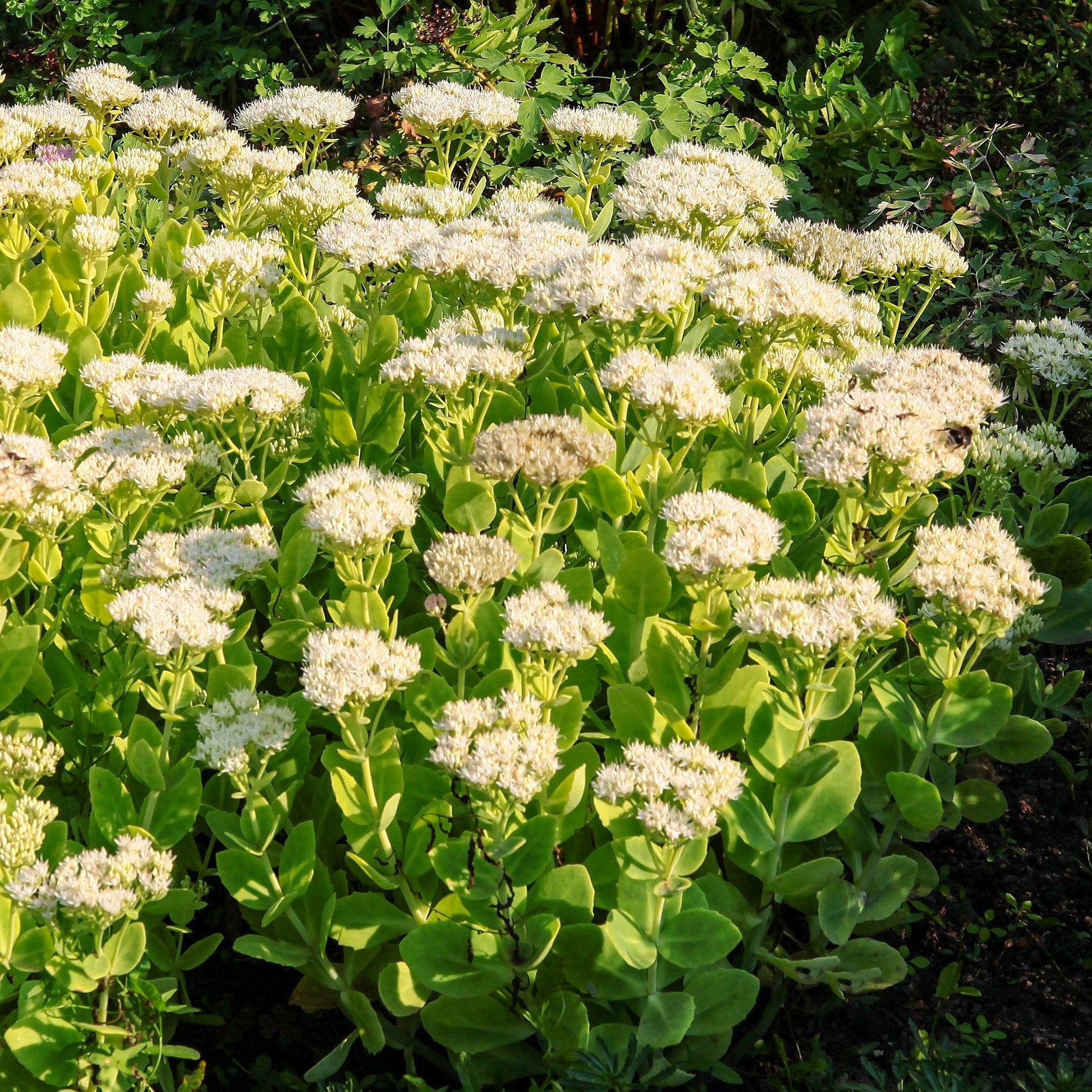 Sedum spectabile Stardust - Vetkruid 'Stardust' - Vaste planten