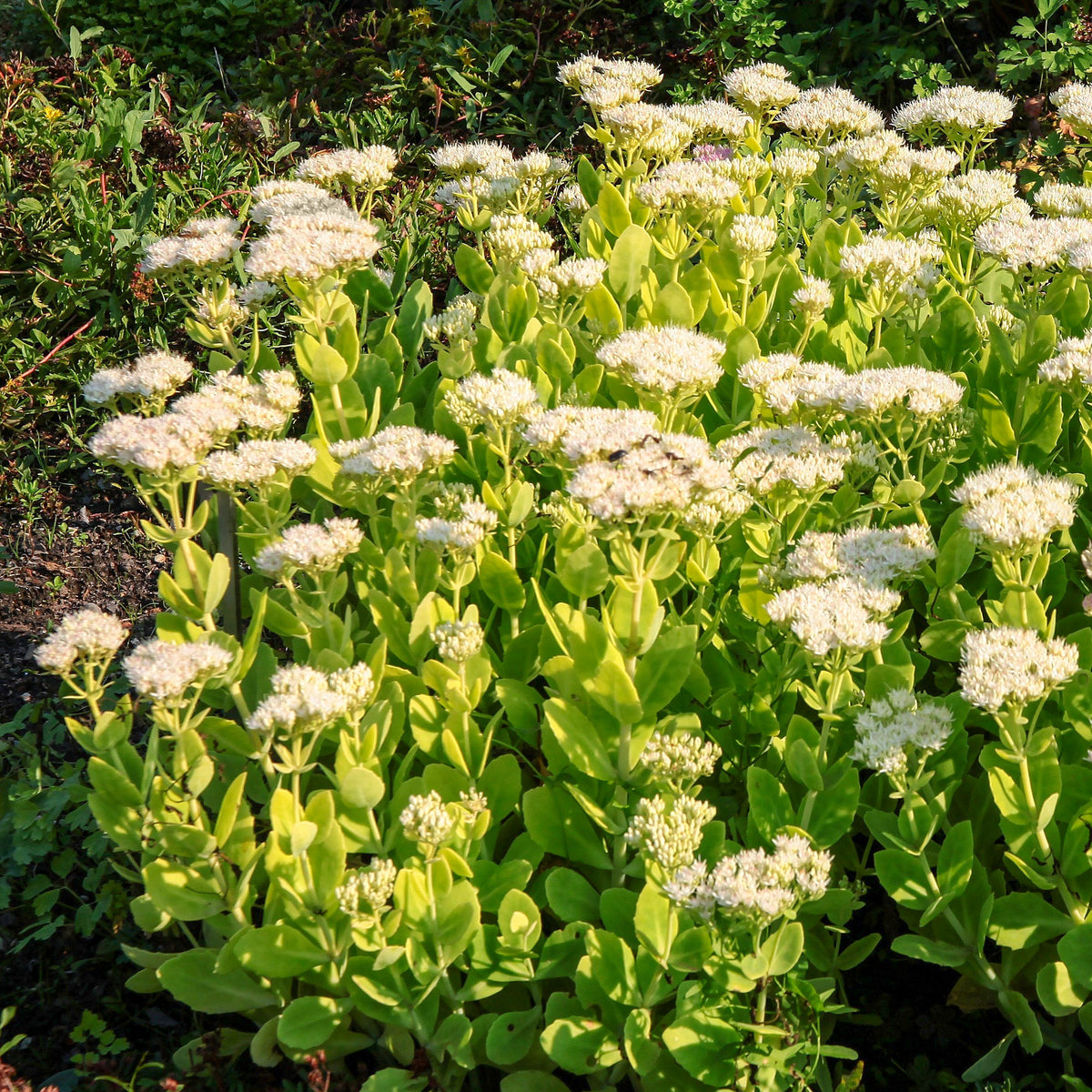 Vaste planten - Vetkruid 'Stardust' - Sedum spectabile Stardust