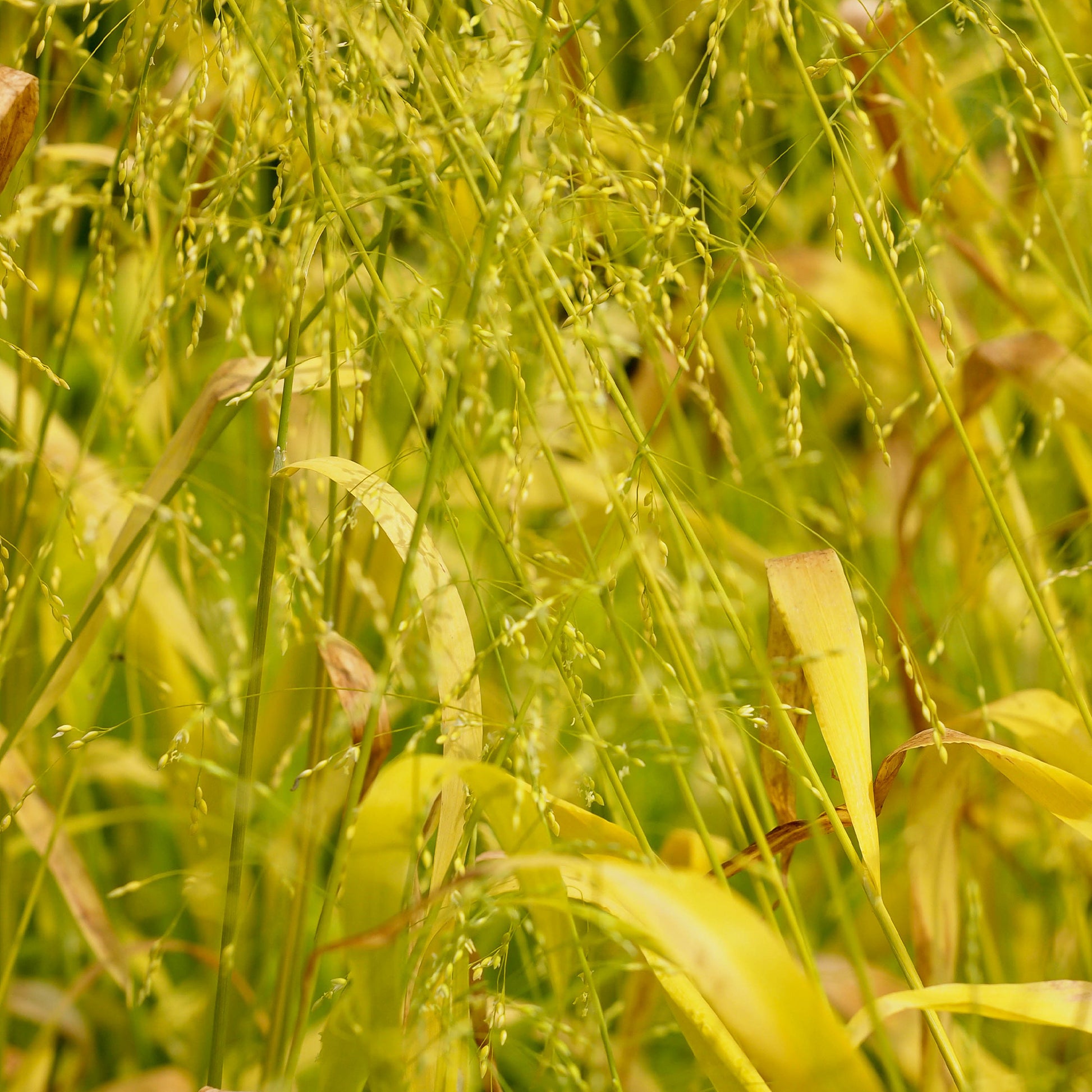 Bosgierstgras - Milium effusum aureum - Tuinplanten