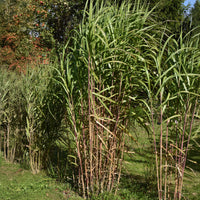 Prachtriet - Miscanthus giganteus (floridulus) - Bakker