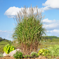 Prachtriet 'Purpurascens' - Miscanthus sinensis ssp purpurascens - Bakker