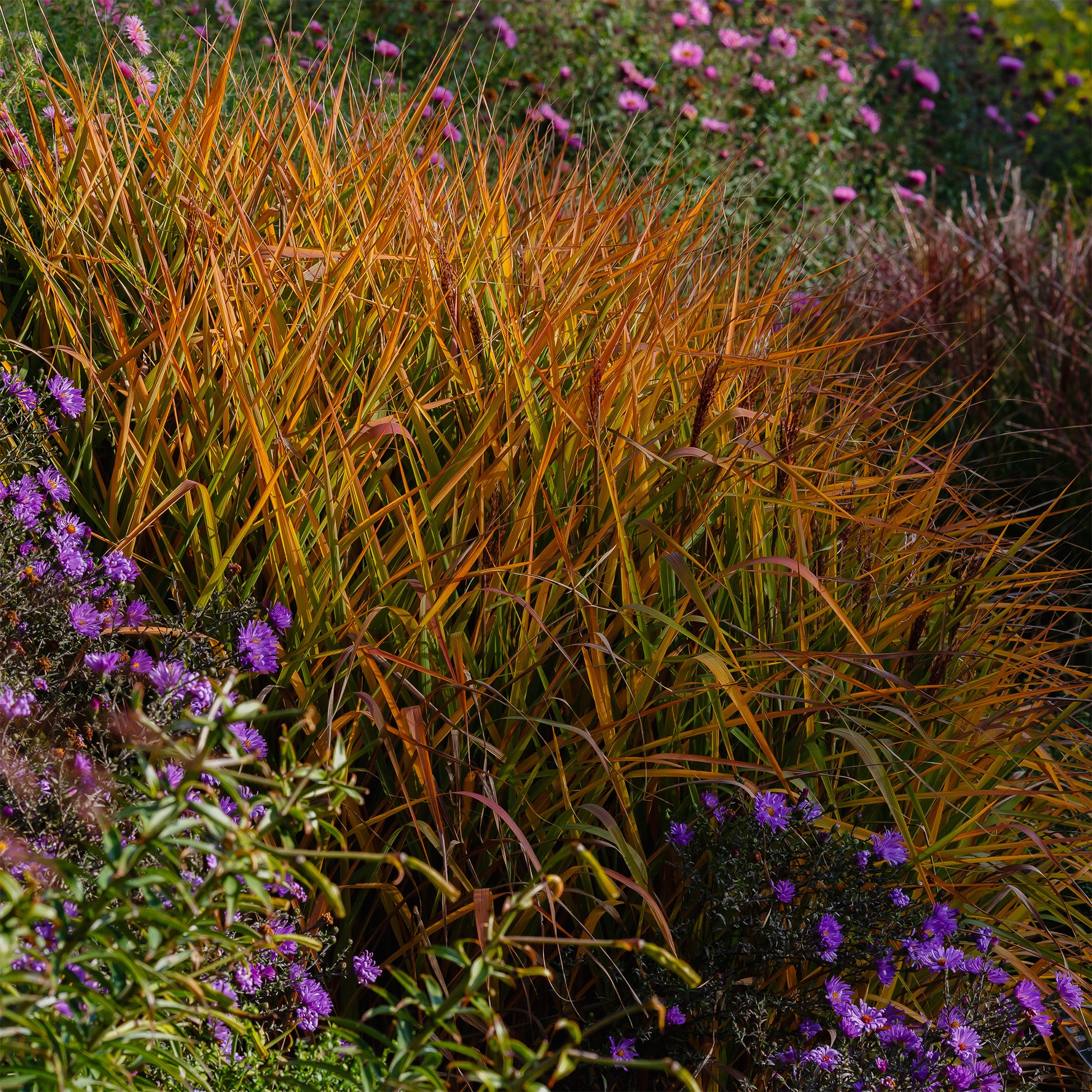 Prachtriet 'Purpurascens' - Bakker