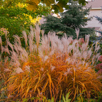 Prachtriet 'Purpurascens' - Bakker