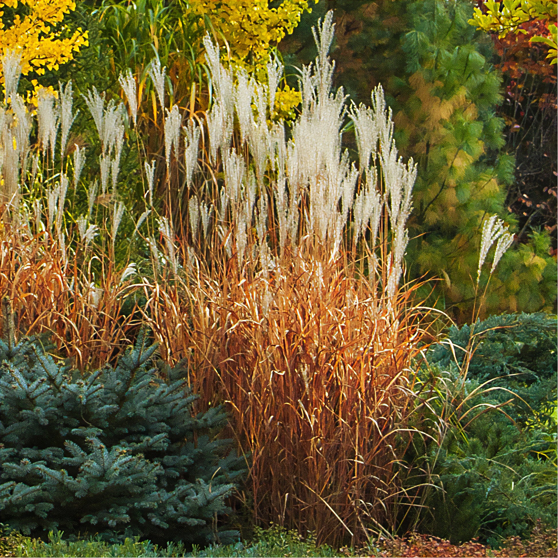 Eulalie - Chinees riet - Prachtriet 'Purpurascens' - Miscanthus sinensis ssp purpurascens