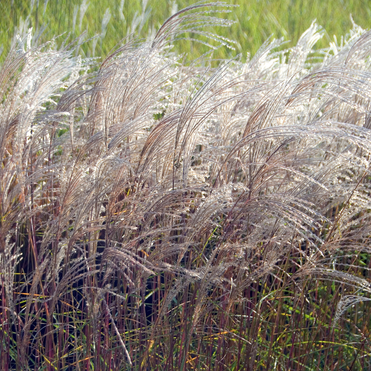 Chinees riet 'Flamingo' - Bakker